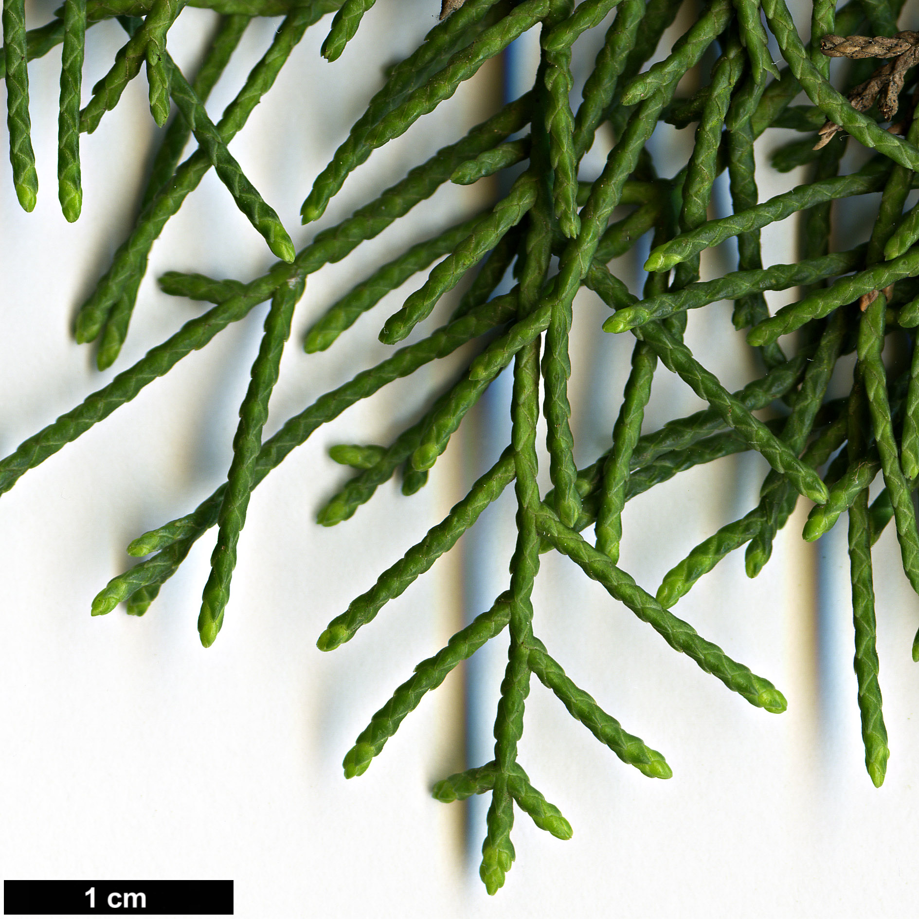 High resolution image: Family: Cupressaceae - Genus: Cupressus - Taxon: guadalupensis - SpeciesSub: var. baja-californica